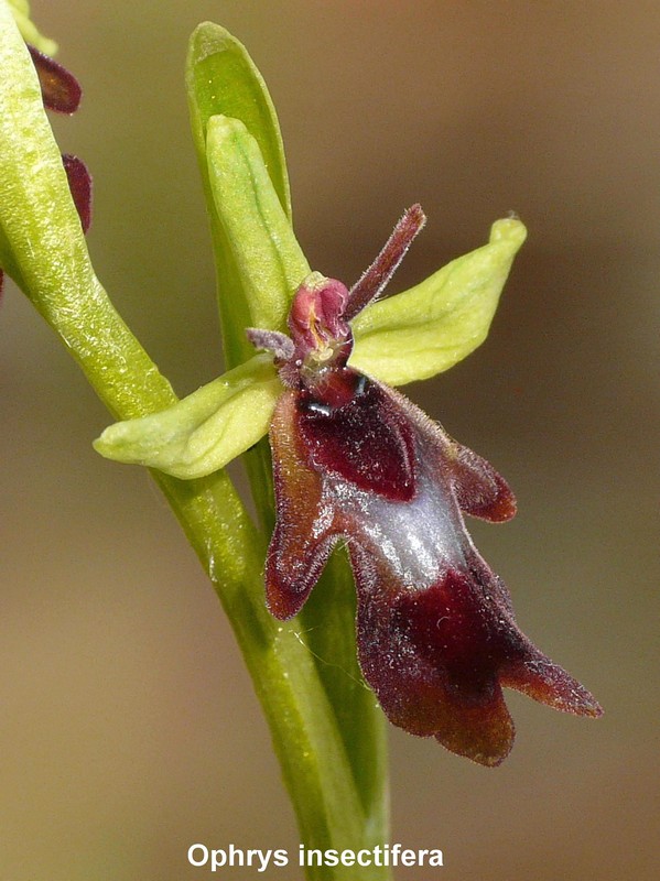 Le orchidee di Vallepietra nel Parco Naturale dei Monti Simbruini (Roma).